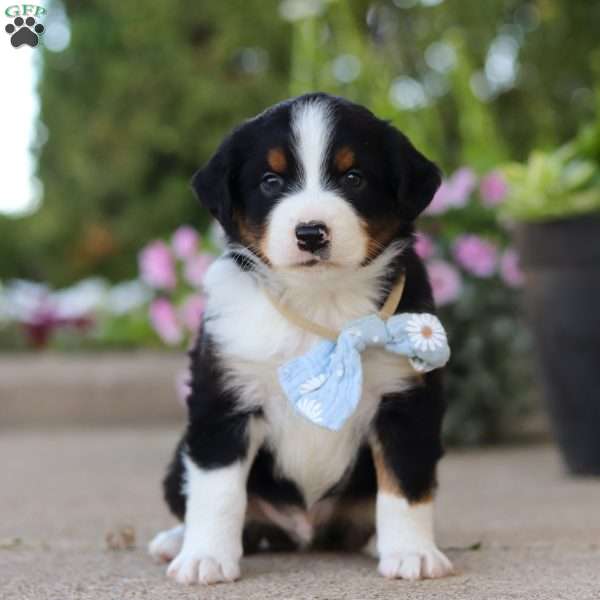Frankie, Miniature Australian Shepherd Puppy